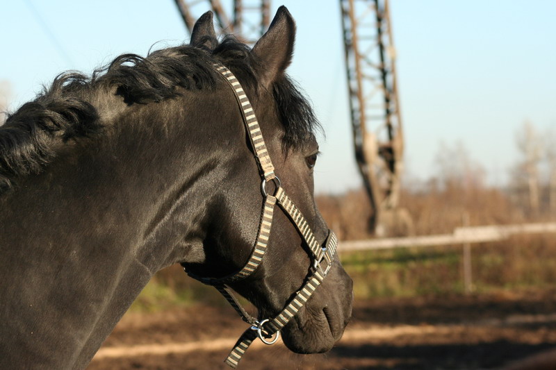 IMG_1286.jpg1.jpg"%20height="533"%20width="800